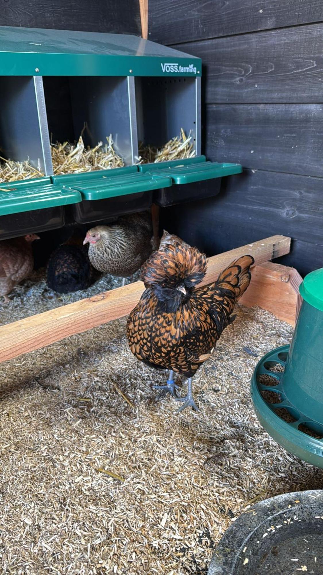 Vakantiehuis Klaartje Kip Voor 4 Personen, Landelijk Gelegen! Enschede Exterior foto